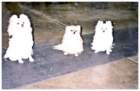 photo2_small.jpg
